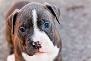 pitbull-puppy-brown-white