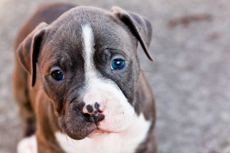 Important Tips to Keep Your Pitbull Puppy Safe and Healthy – Small Dog HQ