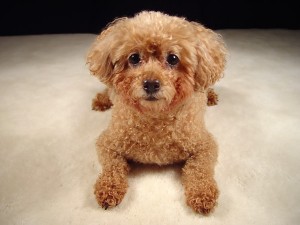 cute brown poodle           